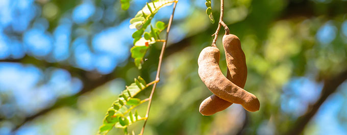 tamarind-680