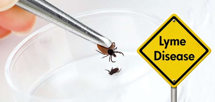 Lyme disease tick