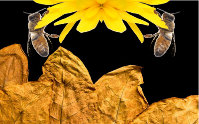 honeybee tobacco
