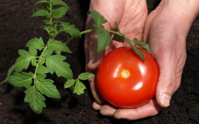 tomatoes