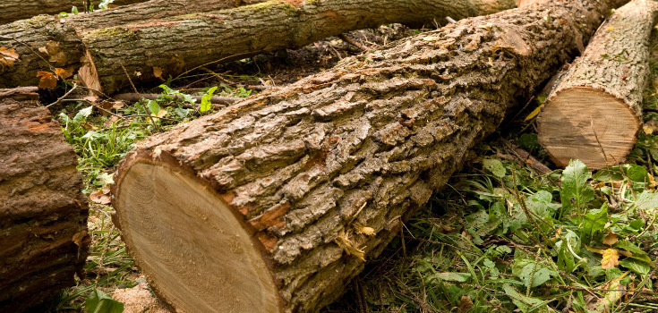 trees_nature_cut_735_350