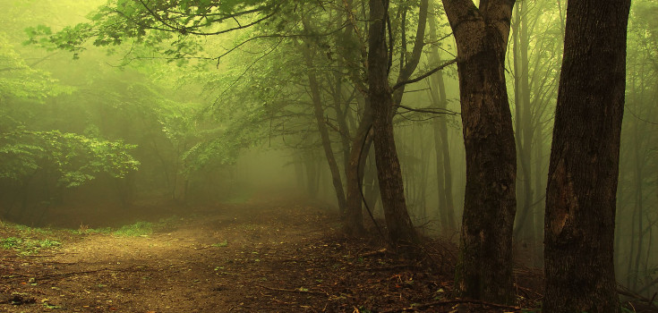 trees_nature_forest_735_350