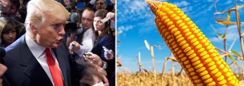 Donald Trump and GMOs