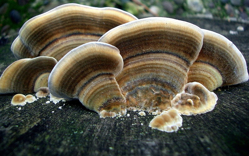 Turkey Tail Mushroom Being Used to Suppress Cancer Tumors