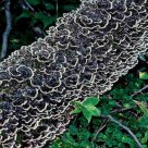 Turkey Tail Mushroom Used to Help Immune System Fight Cancer Turkey Tail Mushroom Used to Help Immune System Fight Cancer