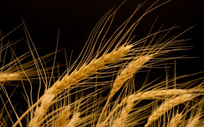 usda-gm-wheat