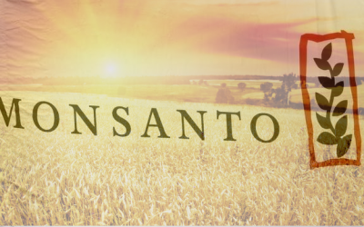 usda-monsanto-wheat-experiment