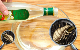 vinegar lice
