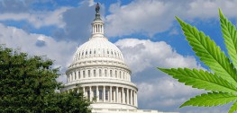 A Full Year After Washington D.C. Legalized Marijuana, Still No Place to Purchase It