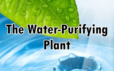 moringa water