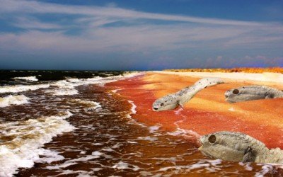 dead sea life