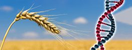 GMO "Super Wheat" to be Grown in the UK Despite Fears