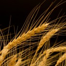 Doctor Says Modern Wheat a “Perfect, Chronic Poison” Doctor Says Modern Wheat a “Perfect, Chronic Poison”