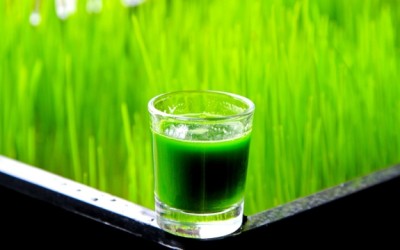 wheatgrass