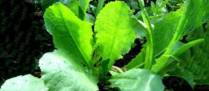 wild-opium-lettuce-lactuca-virosa-680