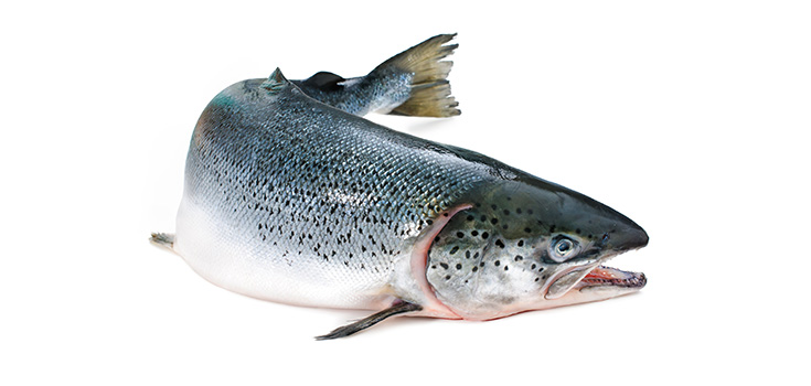 As Predicted, FDA Will Not Require Labeling of GM Salmon
