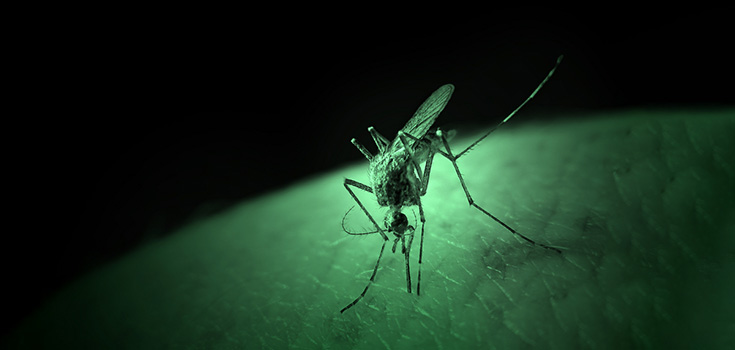 Bill Gates’ Foundation Funded Approval of Genetically Modified Mosquitoes