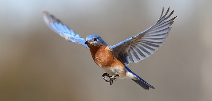 Cellphone Towers EMR Damaging Biological Systems of Birds, Insects, Humans