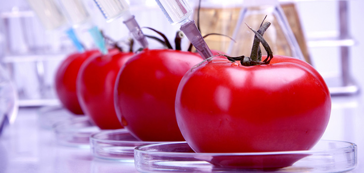 genetically engineered tomatoes