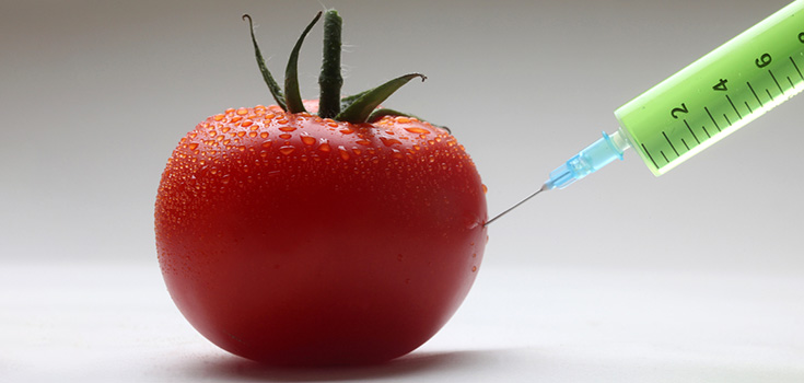 gmo tomato experiment