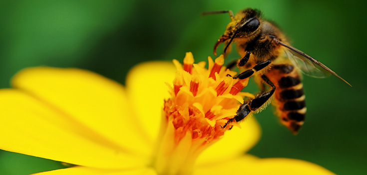 bee getting nectar