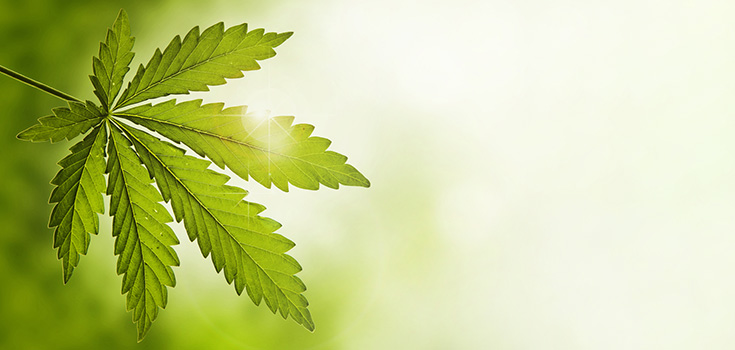 Why is Marijuana Illegal? | Examining the Health Aspects of Cannabis