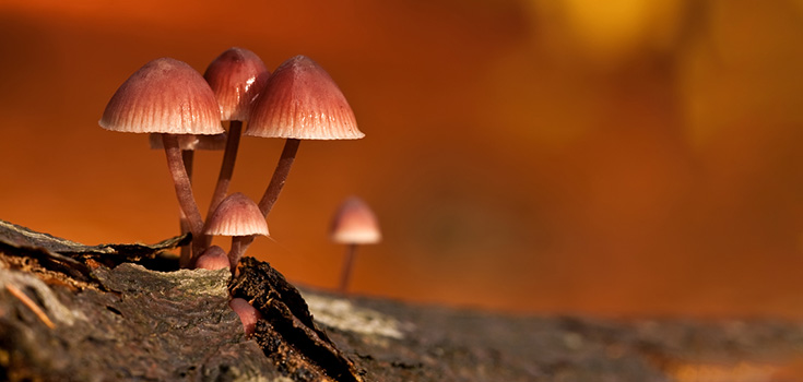 mushroom fungus mycena haematopus