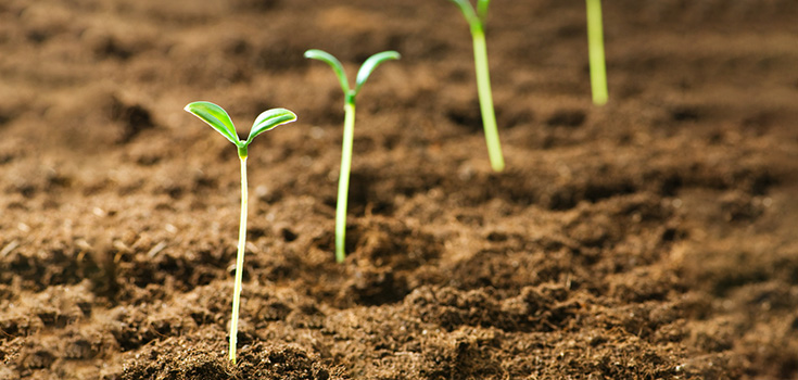 USDA Steps Back and Gives Monsanto More Power Over GMO Seeds