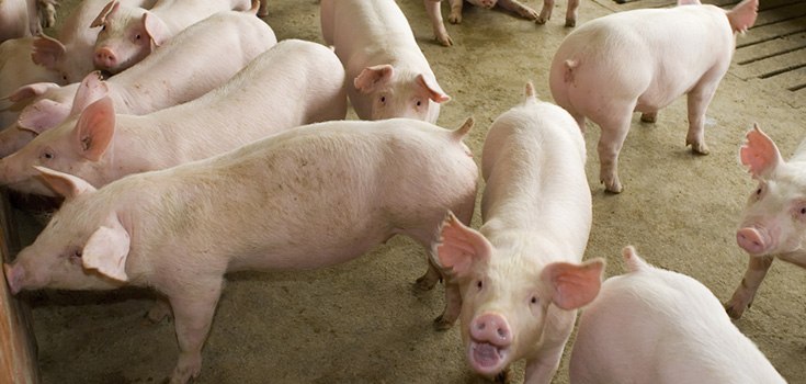 FDA Limits Usage of Antibiotics in Livestock After Activist Outcry