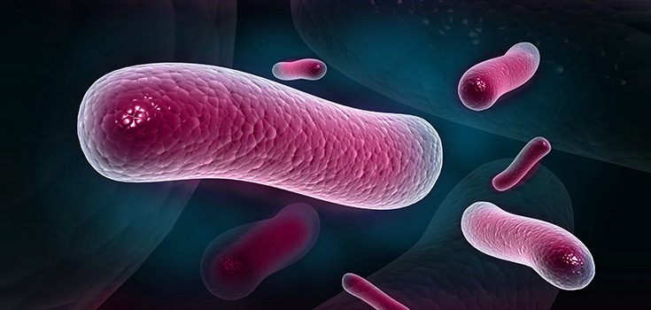 pink bacteria