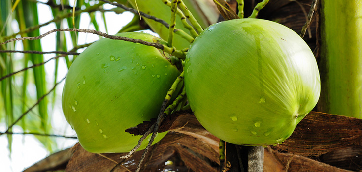 Lower Your Blood Pressure with Coconut Water