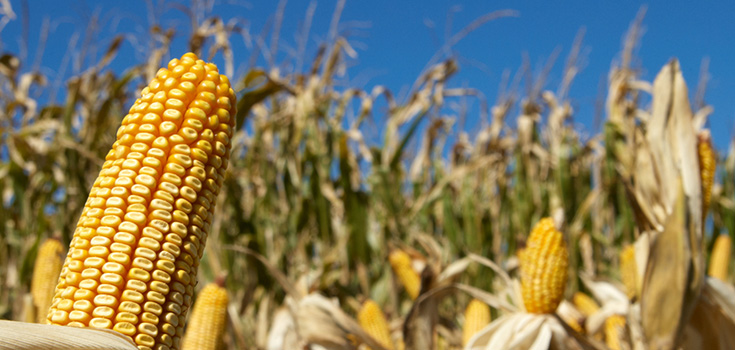 corn crop field