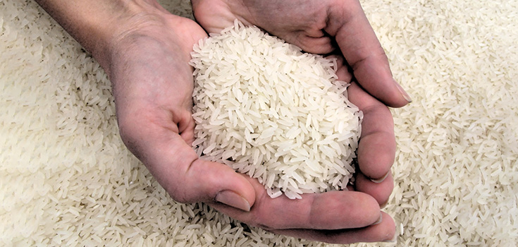 farmer holding white rice