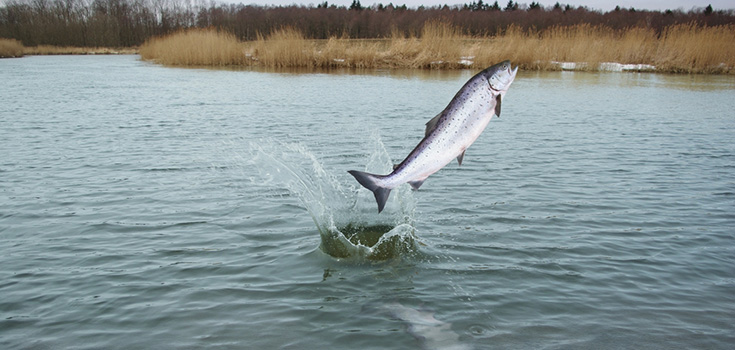 salmon jumping out of water