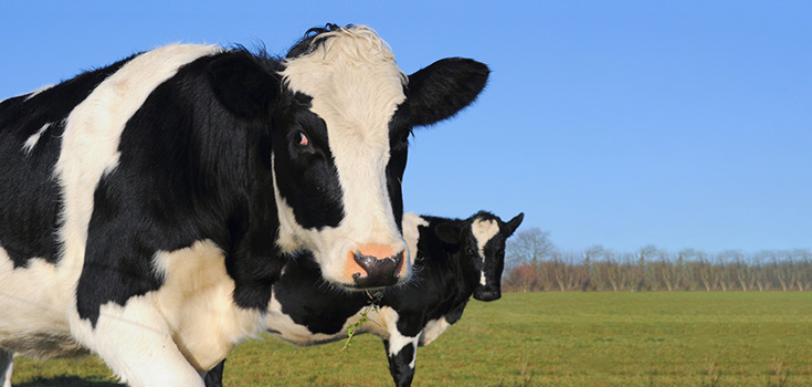 Mad Cow Disease Newly Confirmed in California