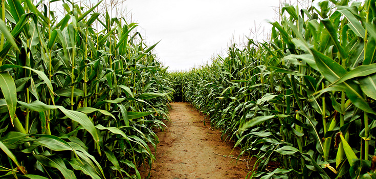 beautiful corn field