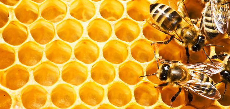 Exposing Honey Products | Fake, Nutrient-Depleted Honey Entering US Stores Unchecked