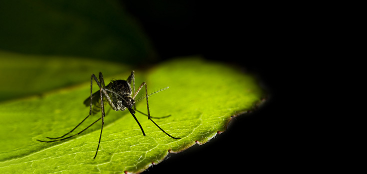 Genetically Modified Mosquitoes Unleashed | Concerns Grow
