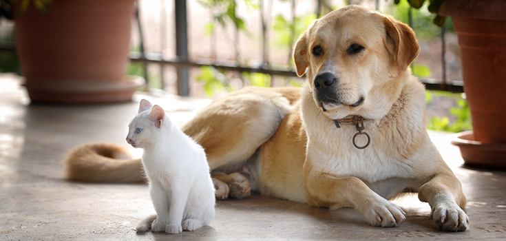 dog and cat chilling