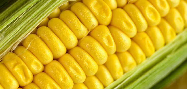 Monsanto’s GMO Corn Contributing to Weight Gain, Disrupts Organs