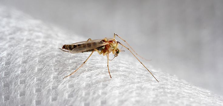 Genetically Modified Mosquitoes to be Released in the US for the First Time