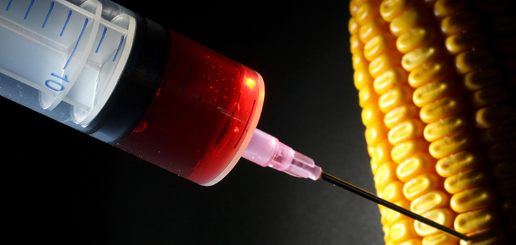 Analysis Finds Monsanto’s GM Corn Nutritionally Dead, Highly Toxic