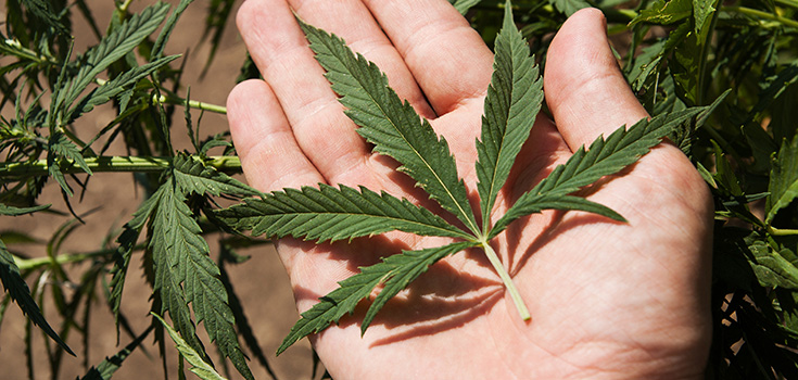 marijuana leaf in hand