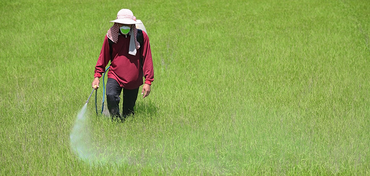 rice field and pesticides