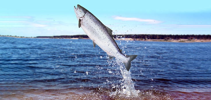 Genetically Modified Nature: GM Salmon Under Attack By Concerned Experts