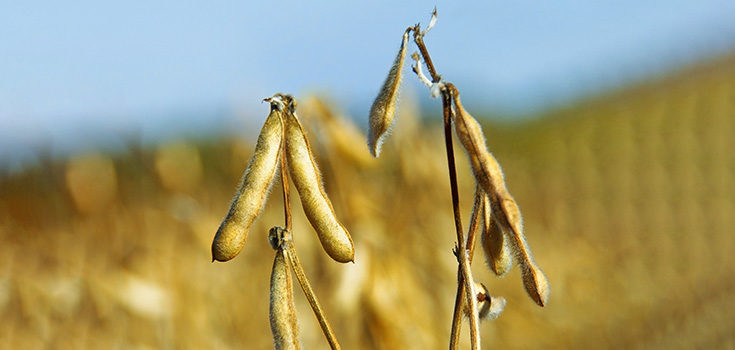 soybean crop