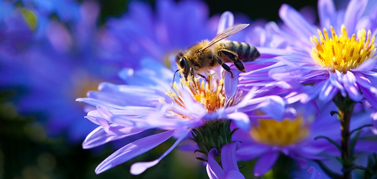bee on a pruple flower