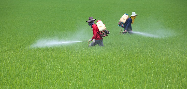 two men spraying pesticide in a field