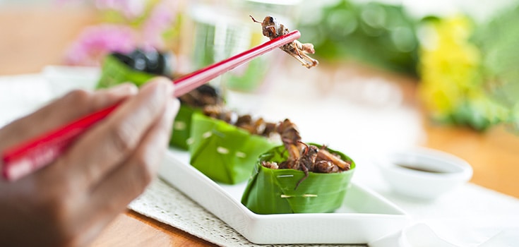 eating insects with chopsticks