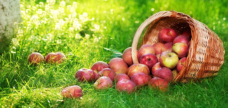 Genetically Modified Apples Newest GMO Creation to be Pushed on Consumers